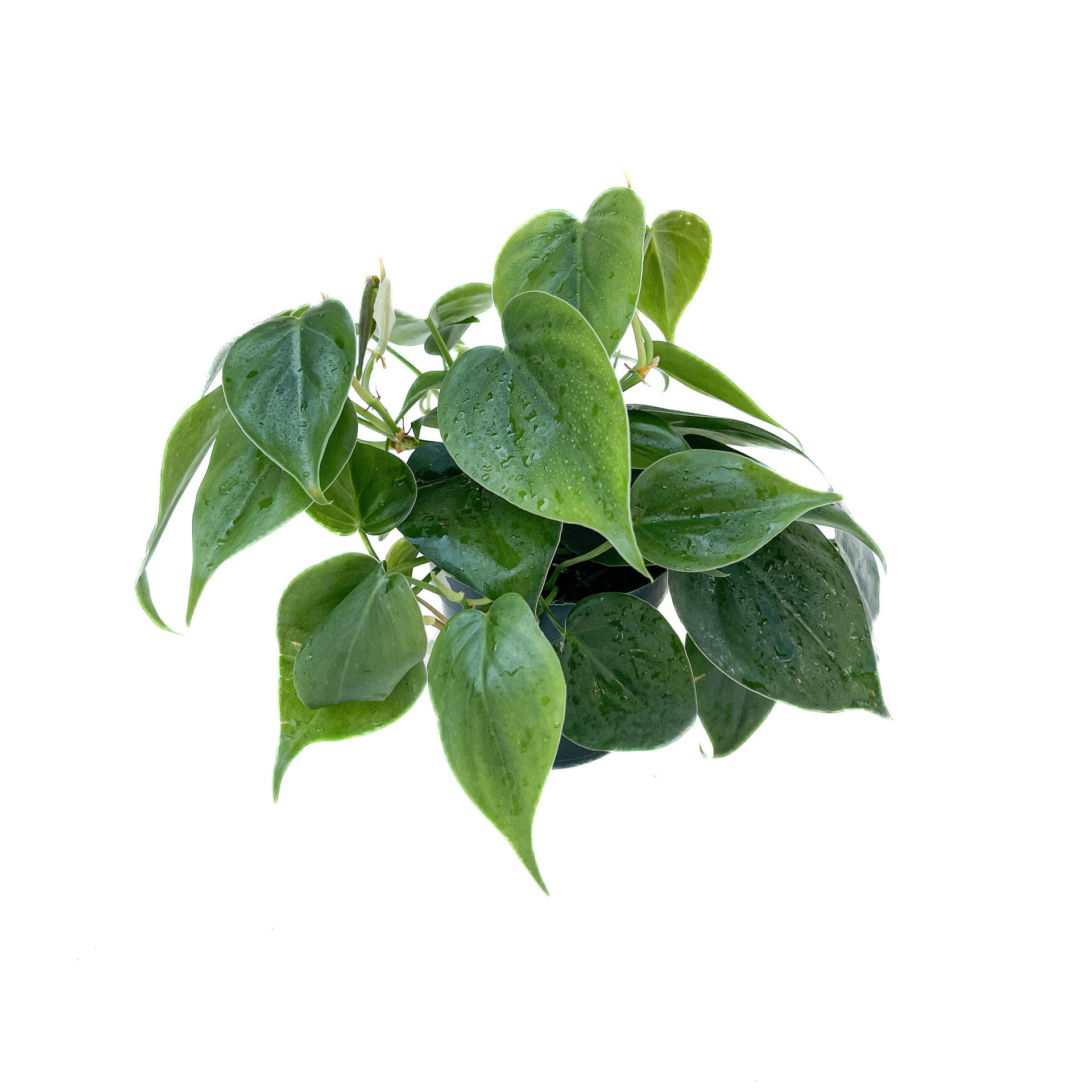 is heart leaf philodendron toxic to cats Philodendron hederaceum