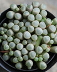 Fenestraria aurantiaca (Baby Toes)