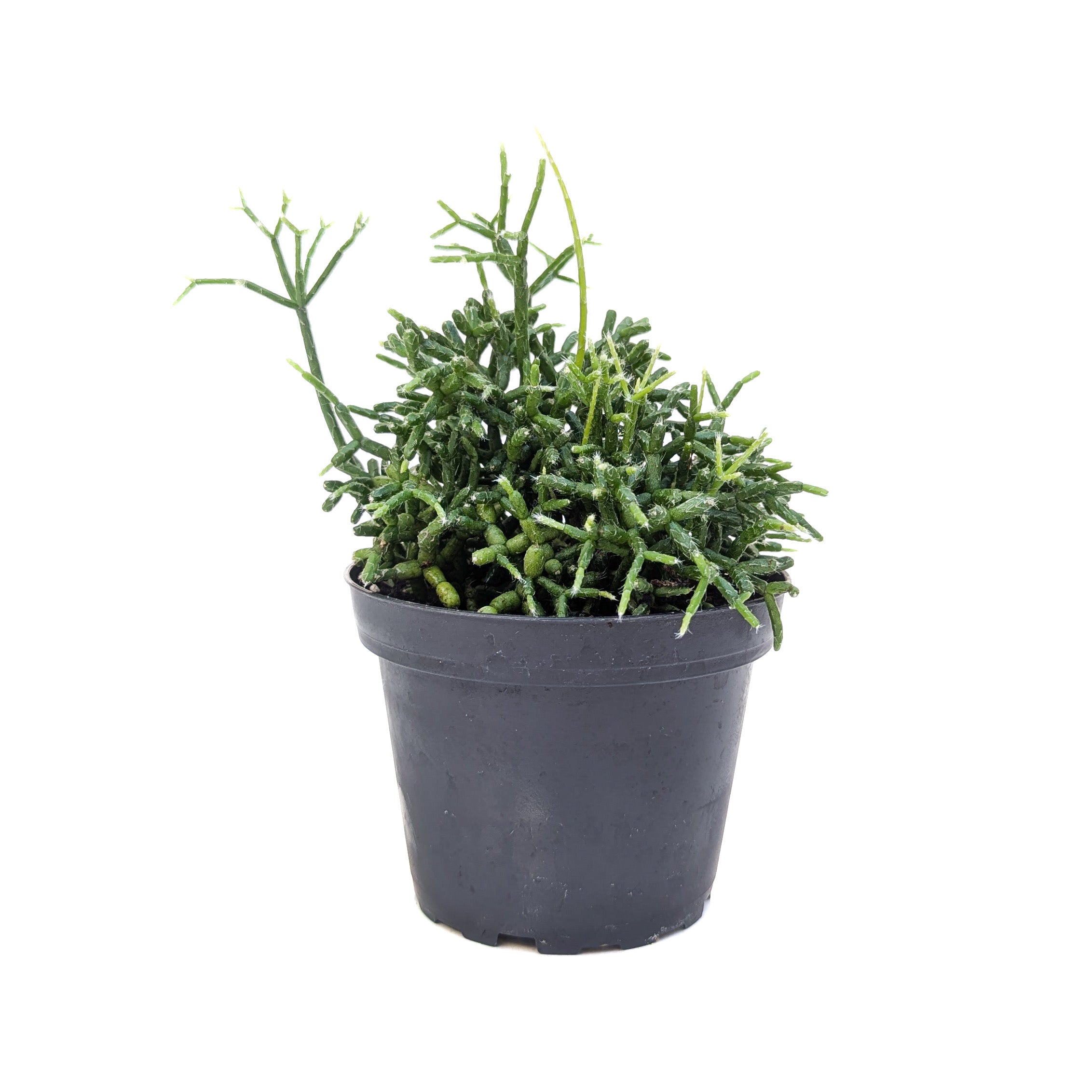 Rhipsalis cereuscula (Coral Cactus)