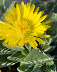 Faucaria tigrina (Tiger's Jaw)