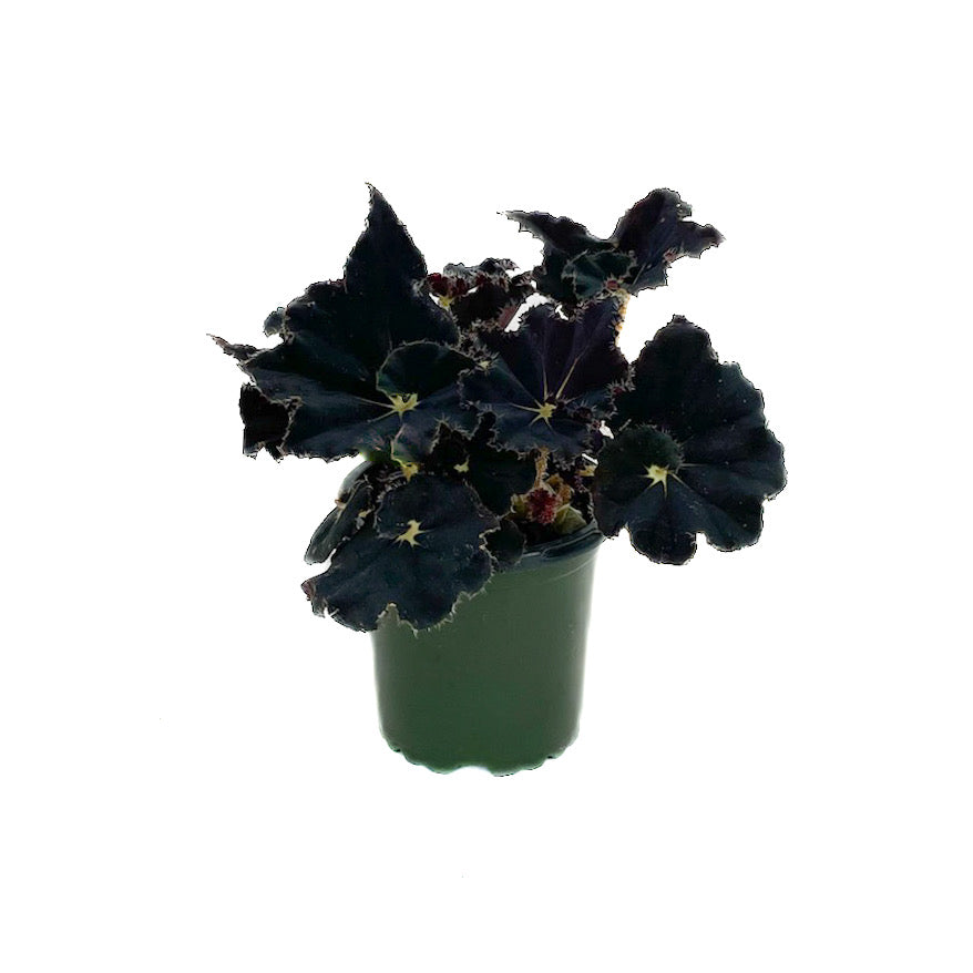 Begonia 'Black Mamba' - Thumbnail 2