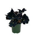 Begonia 'Black Mamba'