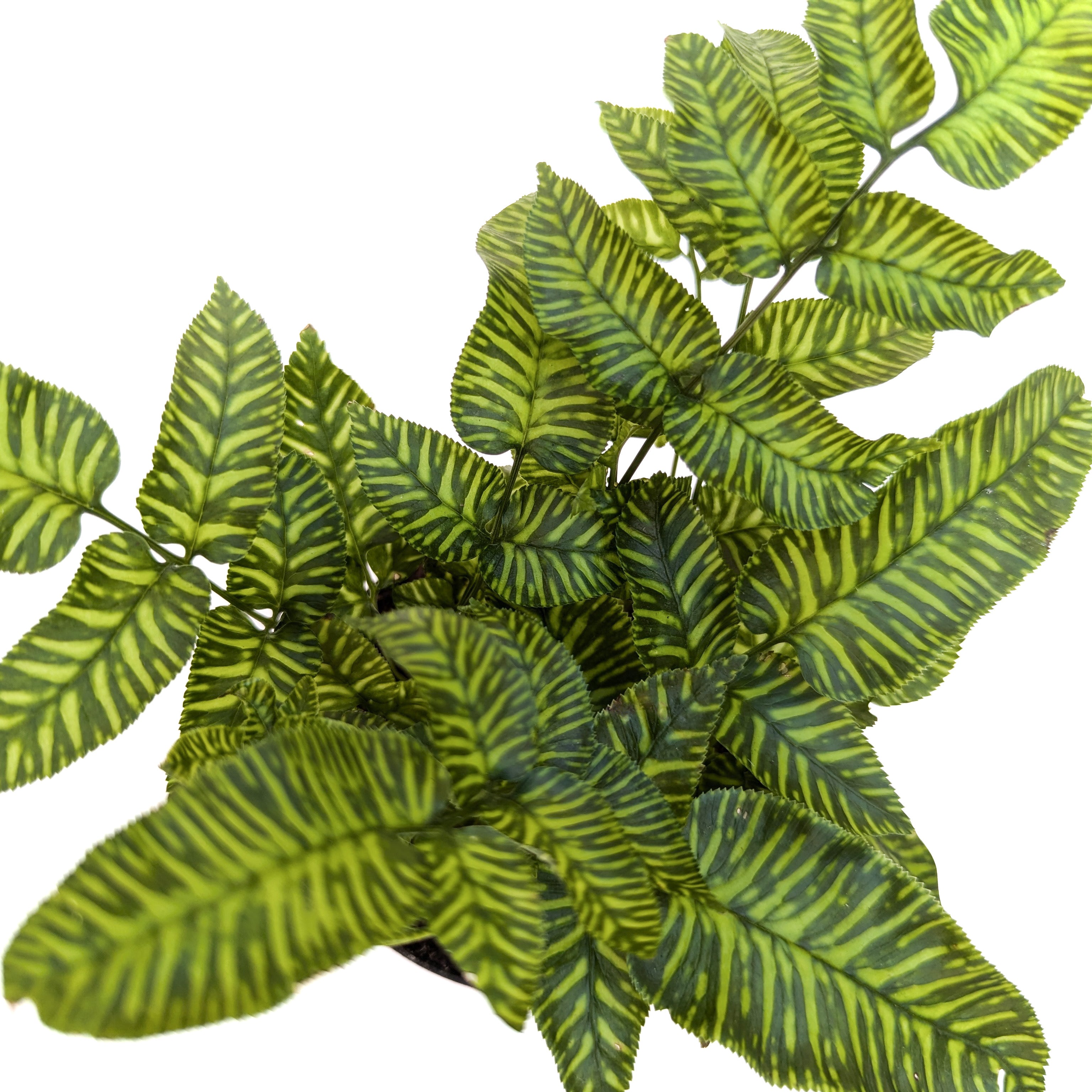 Coniogramme emeiensis 'Golden Zebra' Striped Bamboo Fern - Thumbnail 2