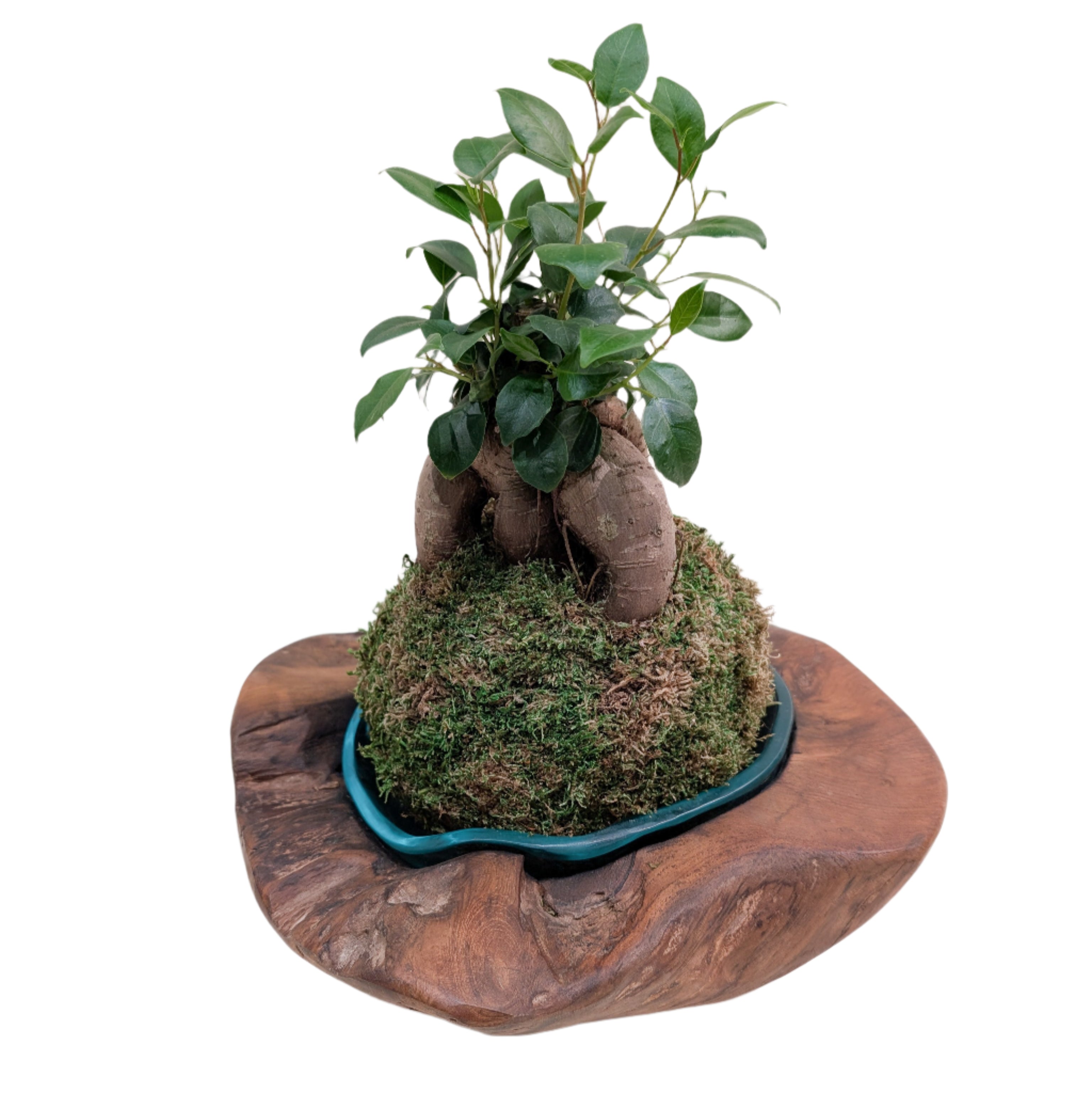 Round Teak Bowl with Blown Glass Liner - Thumbnail 4