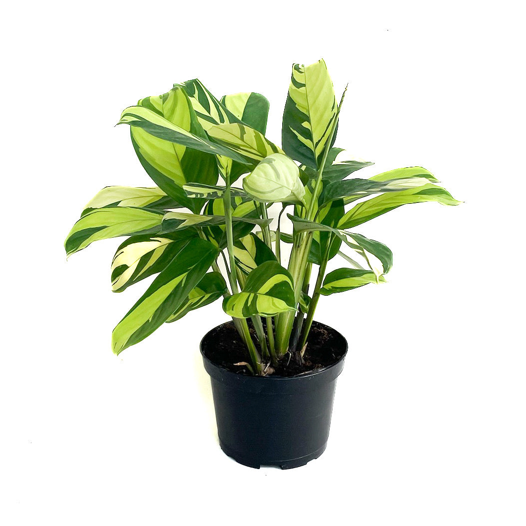 Ctenanthe lubbersiana ‘Variegata’ - Thumbnail 2