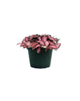 Fittonia ‘Red Star’