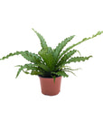 Asplenium nidus 'Victoria'