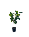 Ficus lyrata (Fiddle Leaf Fig)