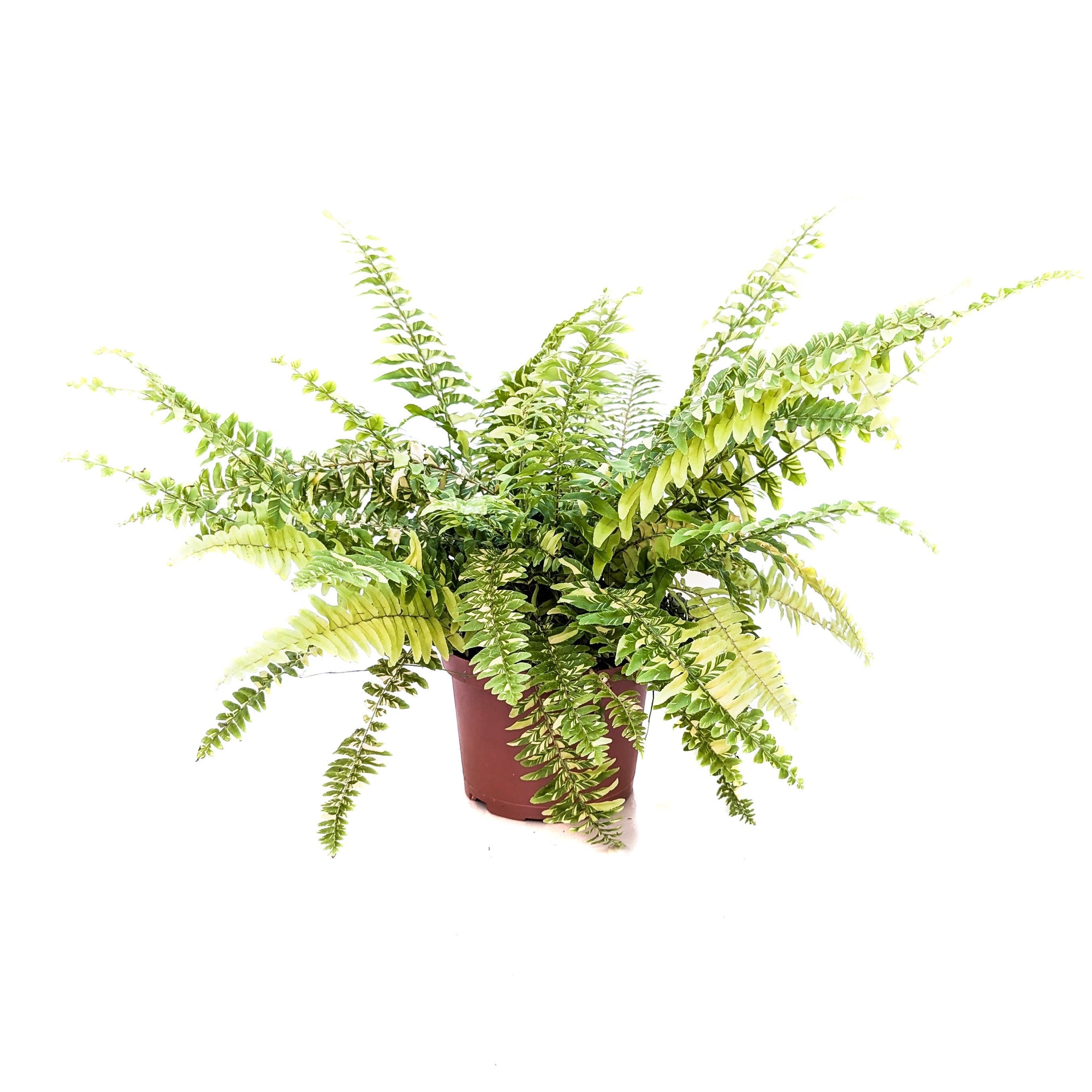 Nephrolepis exaltata &#39;Variegata&#39; (Tiger Fern)