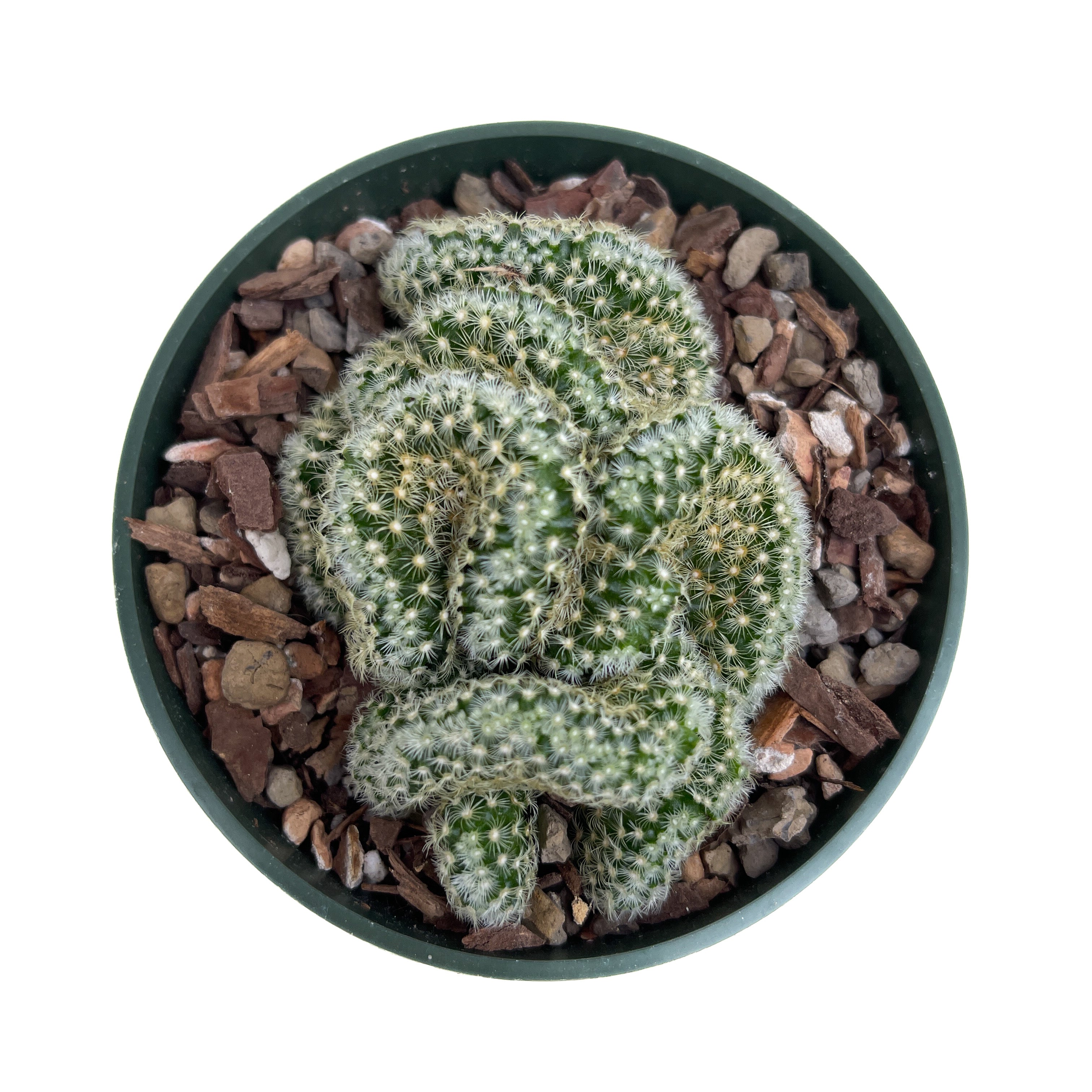 Mammillaria elongata 'Cristata' (Brain Cactus)
