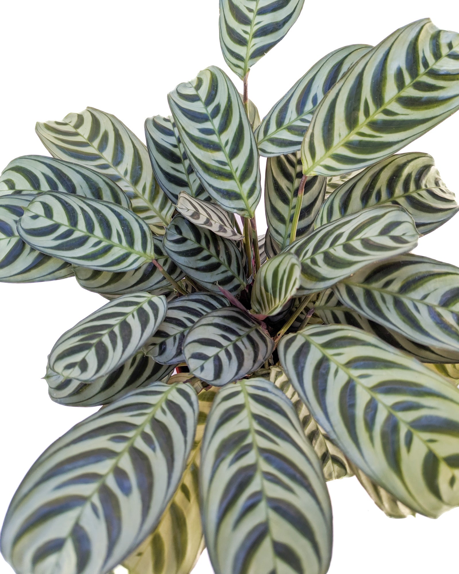 Ctenanthe burle-marxii (Fishbone Calathea)