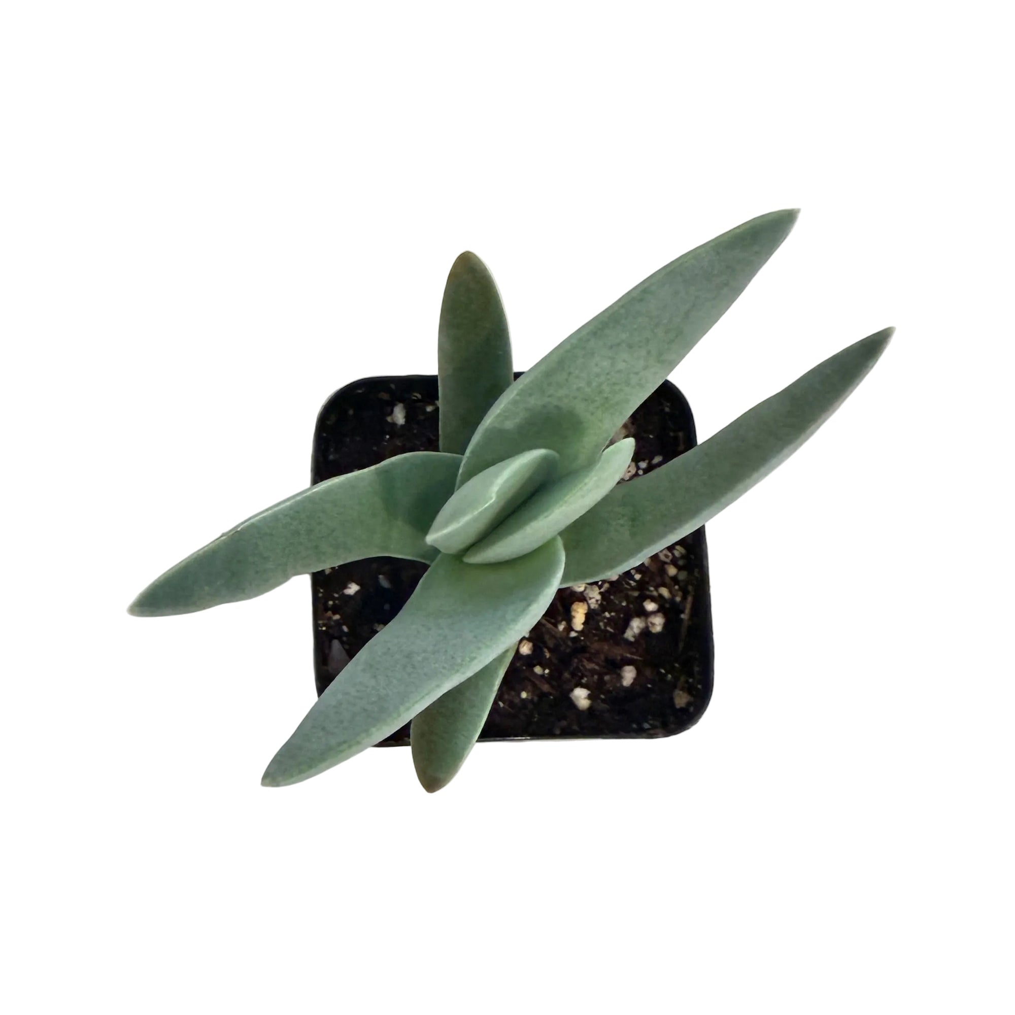 Crassula falcata (Propeller Plant)