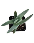 Crassula falcata (Propeller Plant)