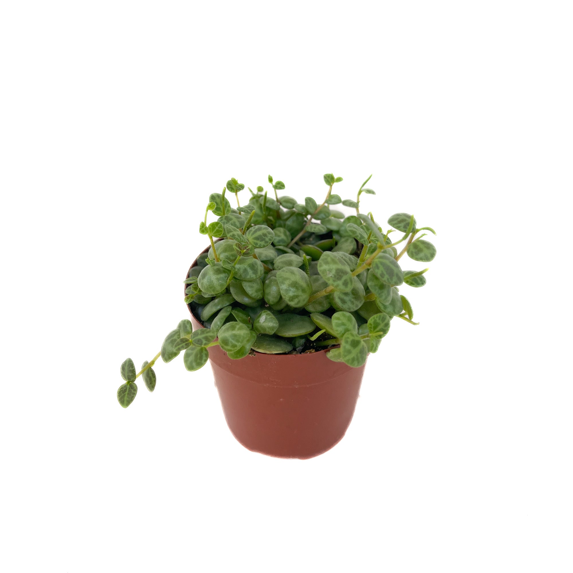 Peperomia prostrata (String of Turtles) - Thumbnail 3