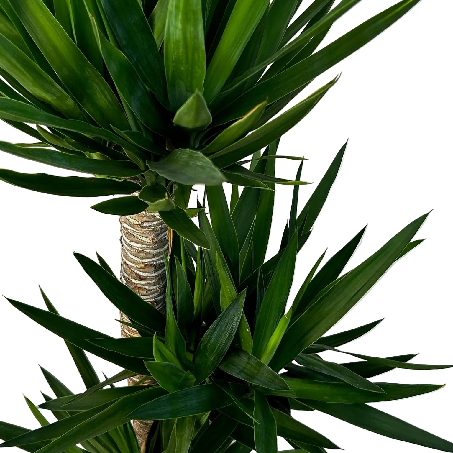 Yucca elephantipes