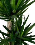 Yucca elephantipes