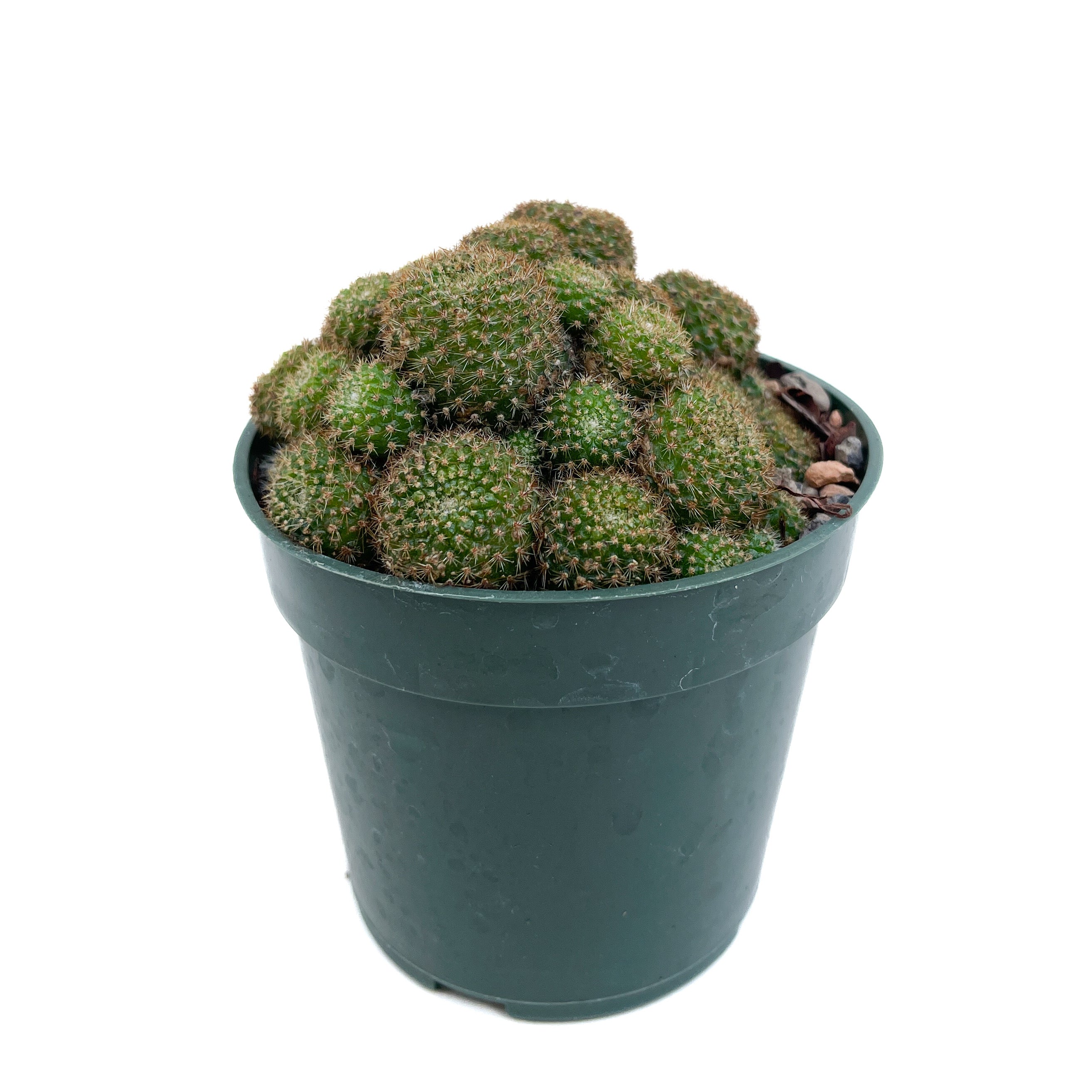 Diameter Plants Aylostera perplexa