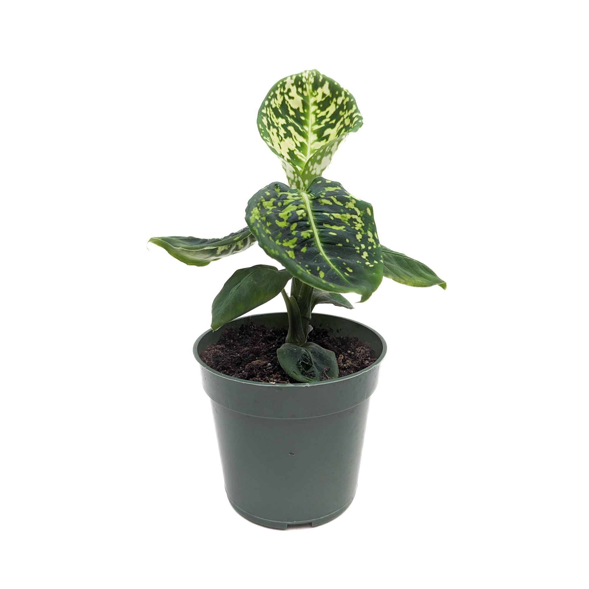 Dieffenbachia seguine &#39;Reflector&#39;