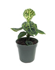 Dieffenbachia seguine 'Reflector'