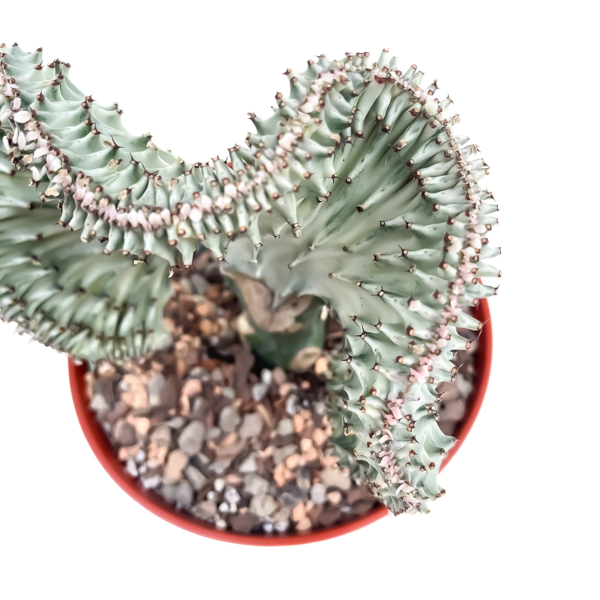 types of coral cactus Euphorbia lactea 'Cristata' (Coral Cactus)