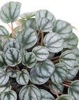 Peperomia 'Little Toscani'