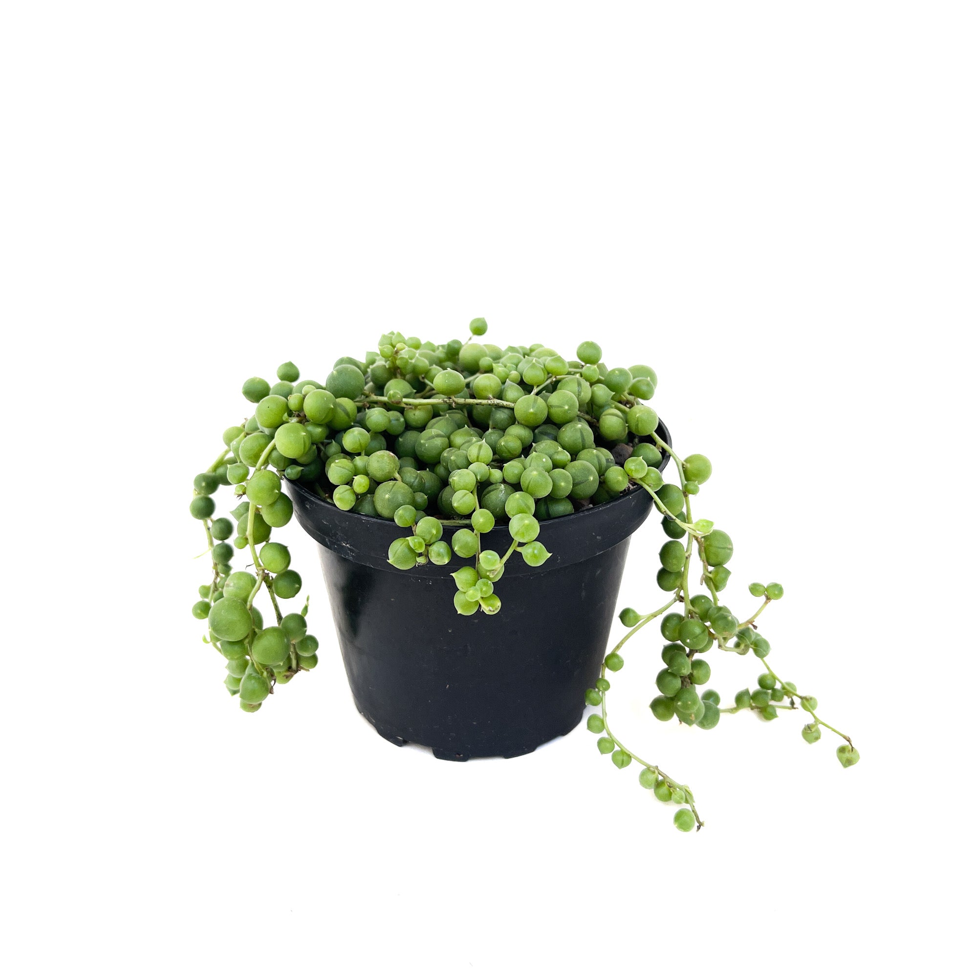 Senecio rowleyanus (String of Pearls) - Thumbnail 3