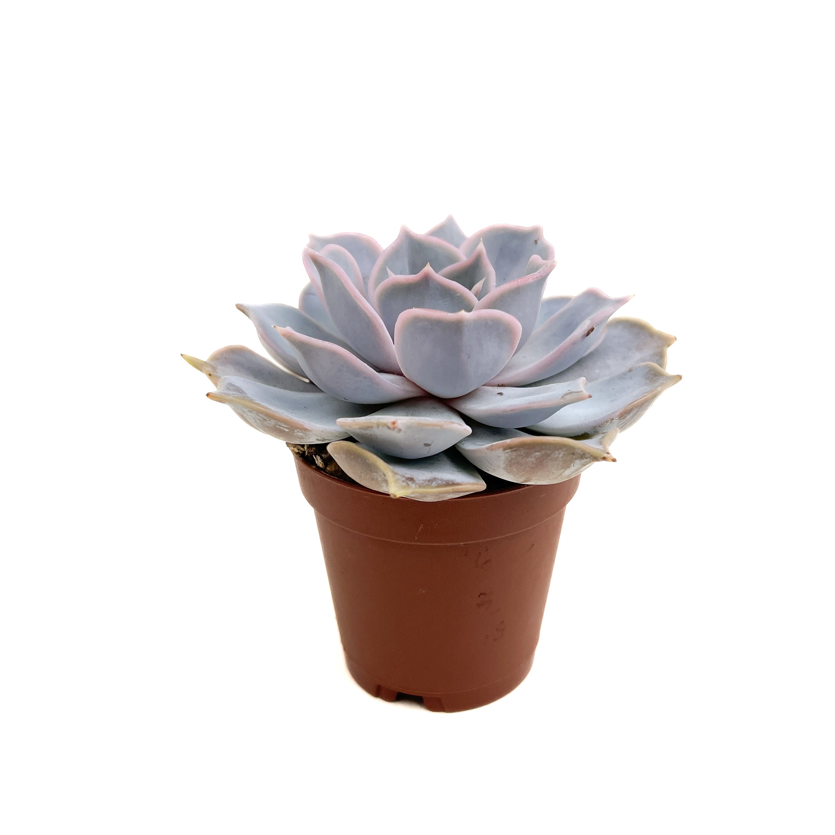 Echeveria (Assorted) – Diameter Plants