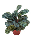 Ctenanthe burle-marxii (Fishbone Calathea)