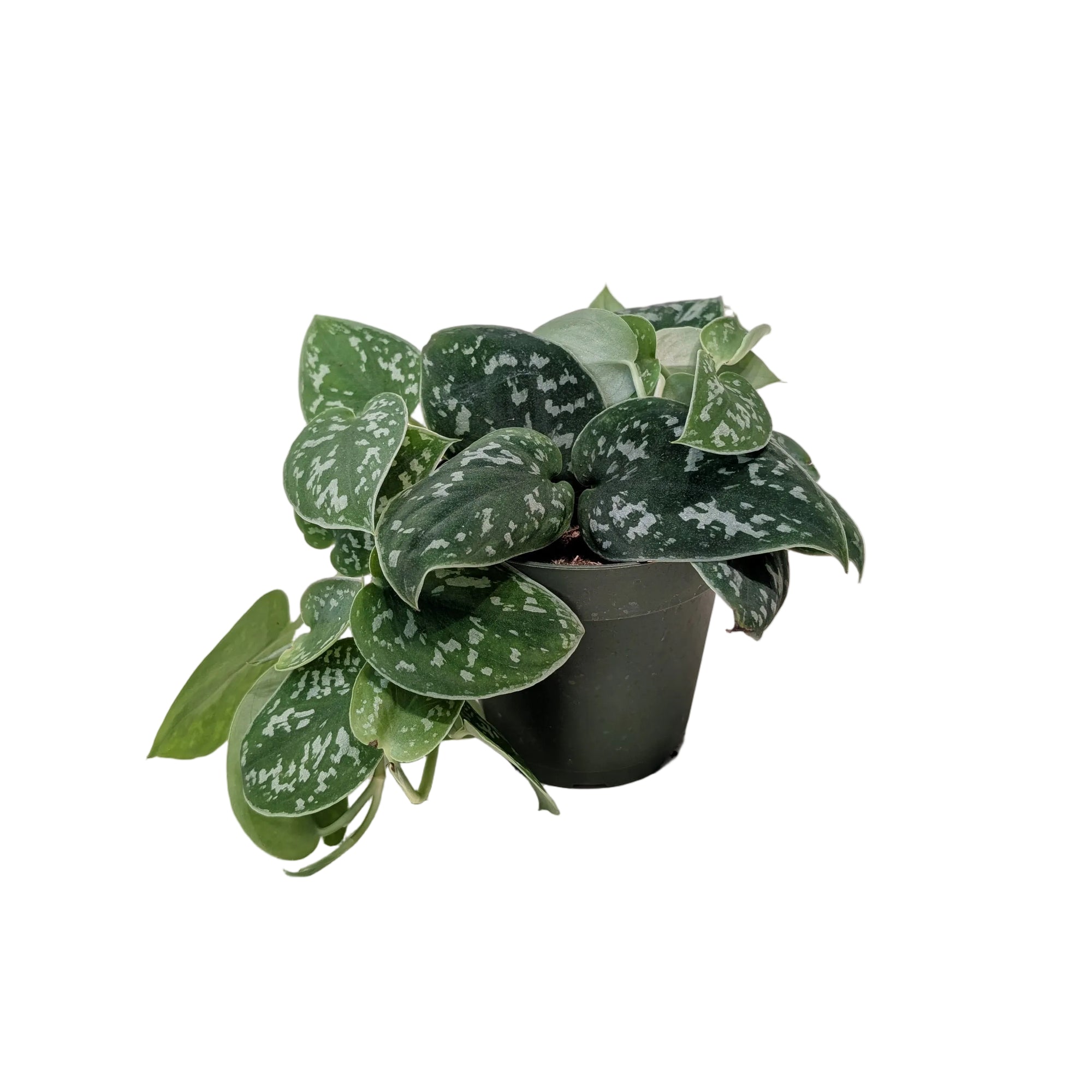 Scindapsus pictus 'Argyraeus'