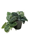 Scindapsus pictus 'Argyraeus'