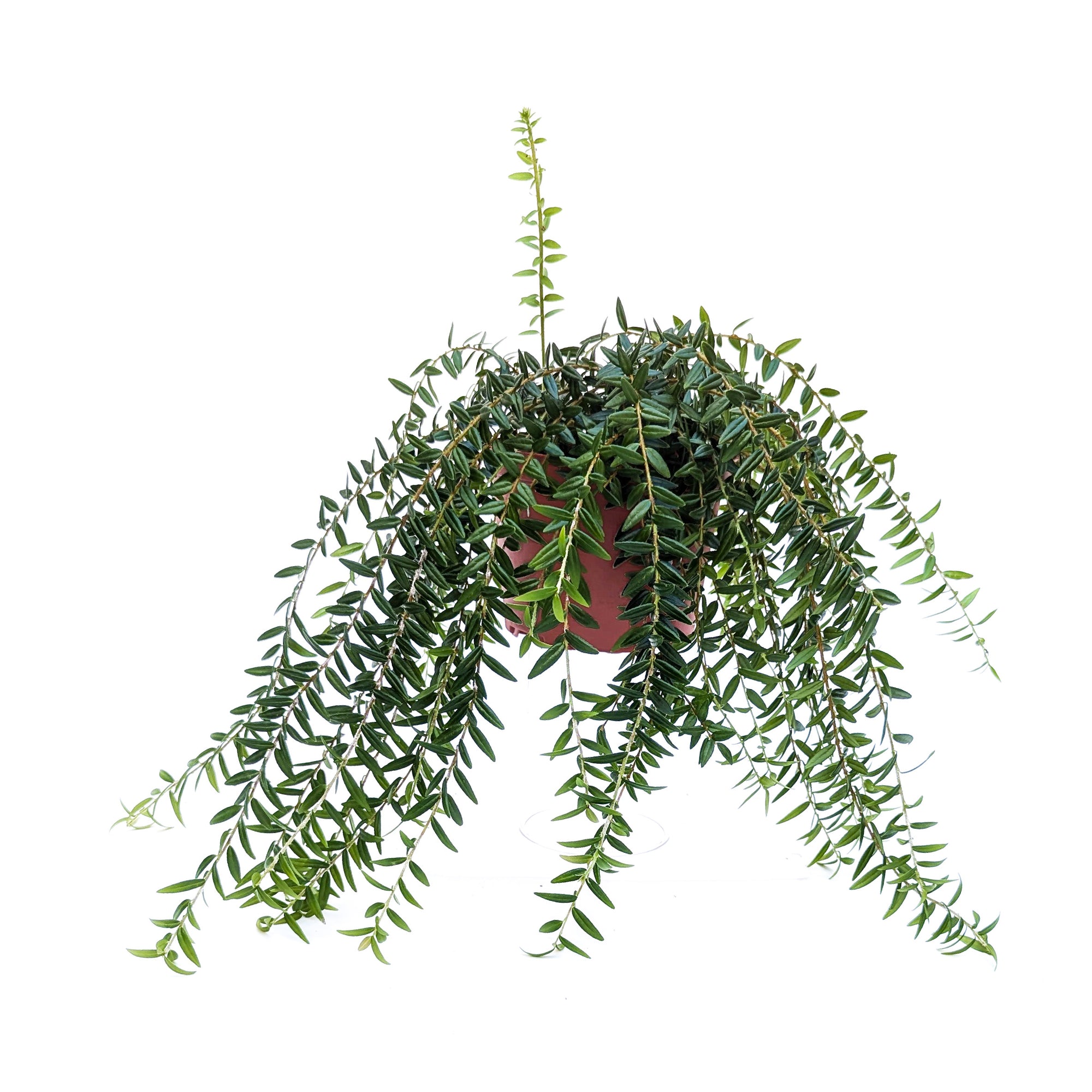 hanging lantern plant Agapetes serpens (Himalayan Lantern Plant)