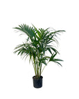 Howea forsteriana (Kentia Palm)
