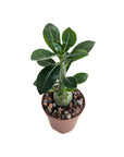 Adenium obesum (Desert Rose)