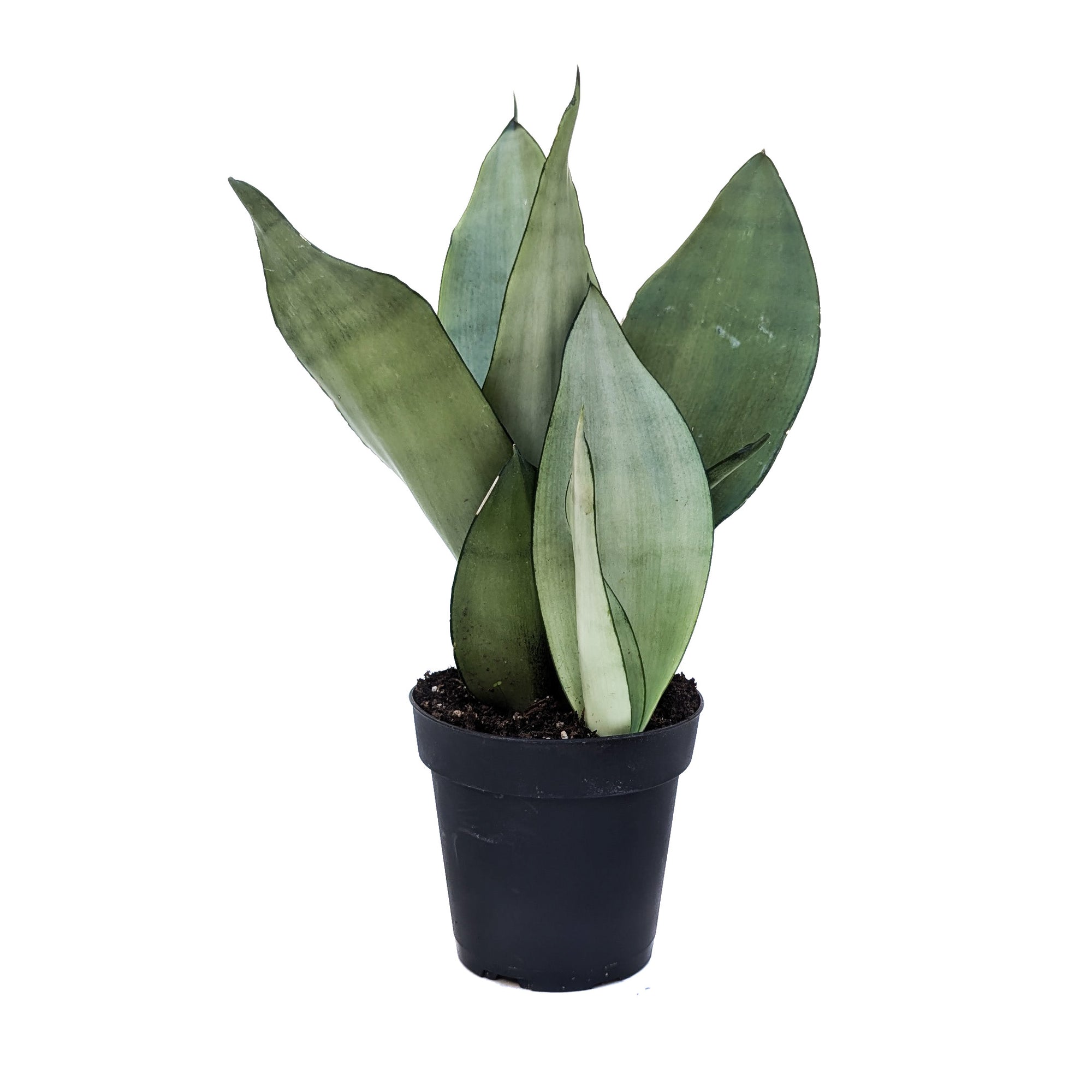 sansevieria moonshine scientific name Sansevieria trifasciata 'Moonshine' – Diameter Plants