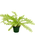 Nephrolepis exaltata 'Variegata' (Tiger Fern)