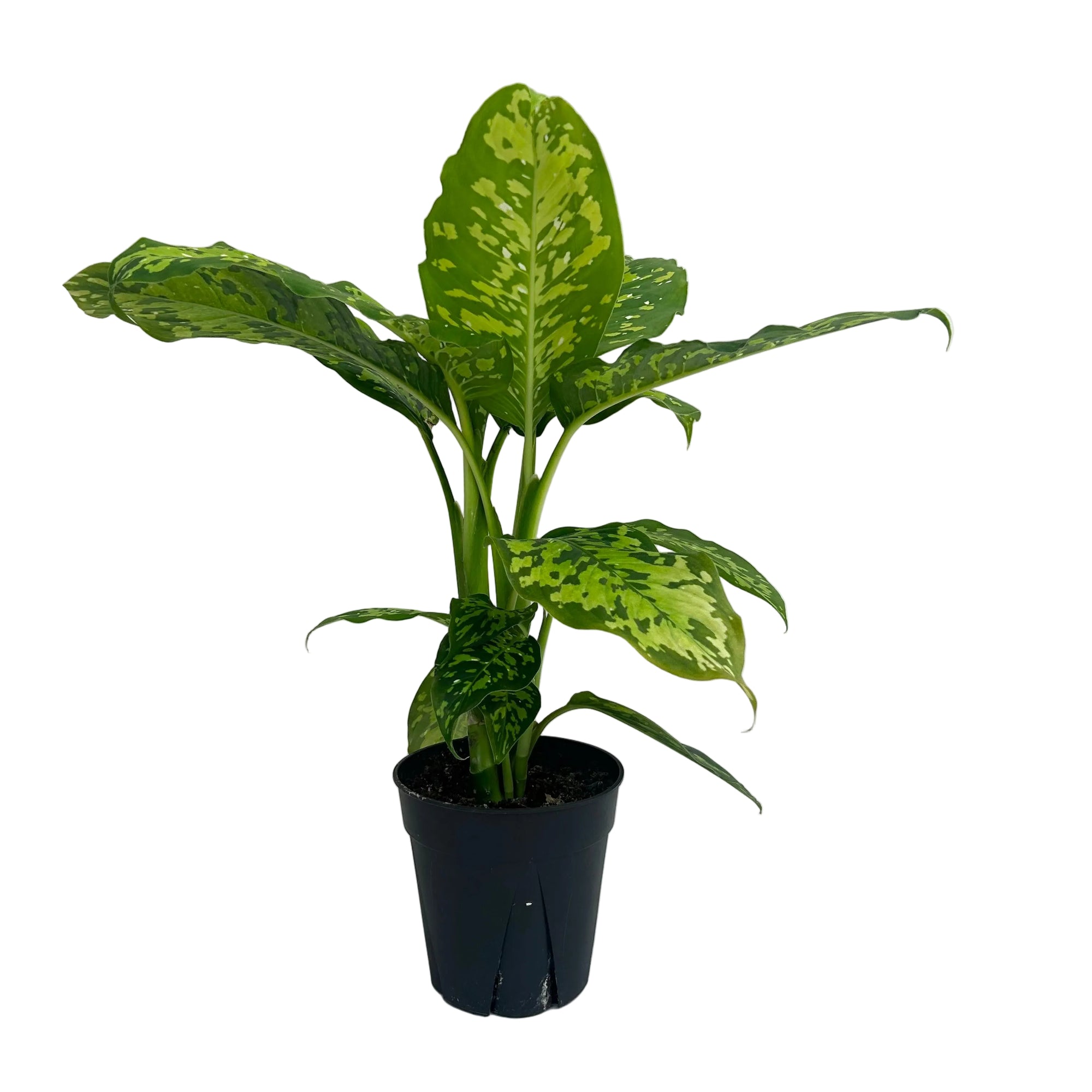 Dieffenbachia seguine 'Military'