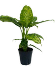Dieffenbachia seguine 'Military'