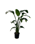 Strelitzia nicolai (Giant White Bird of Paradise)