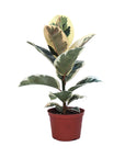 Ficus elastica 'Tineke'