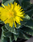 Faucaria tigrina (Tiger's Jaw)