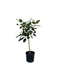 Ficus benghalensis 'Audrey'