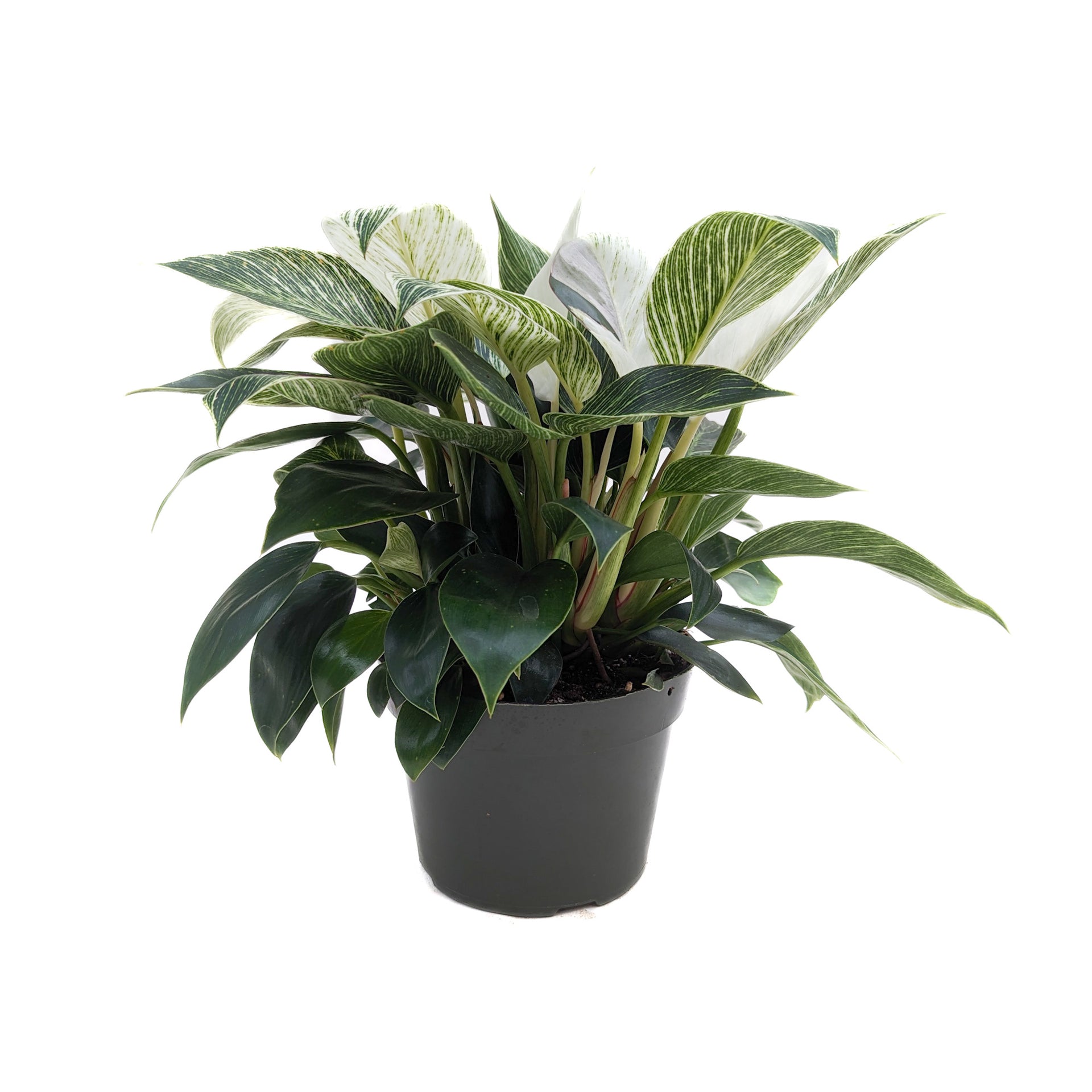 philodendron birkin other names Philodendron 'Birkin'