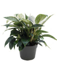 Philodendron 'Birkin'