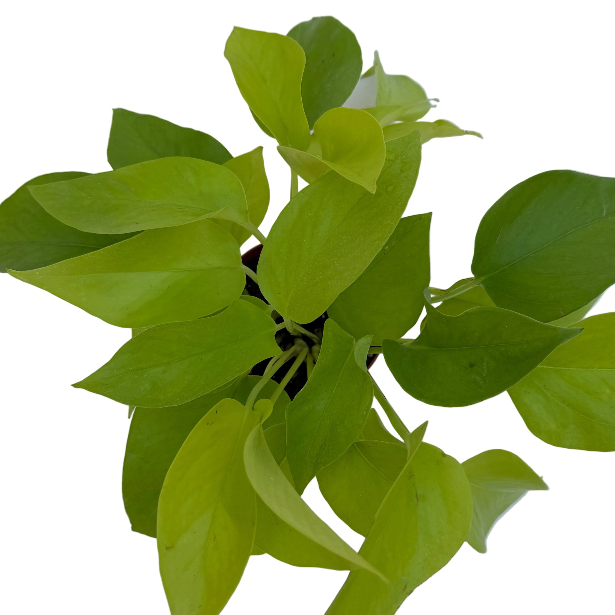 Epipremnum aureum 'Neon'