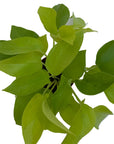 Epipremnum aureum 'Neon'