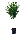 Ficus microcarpa 'Moclame'