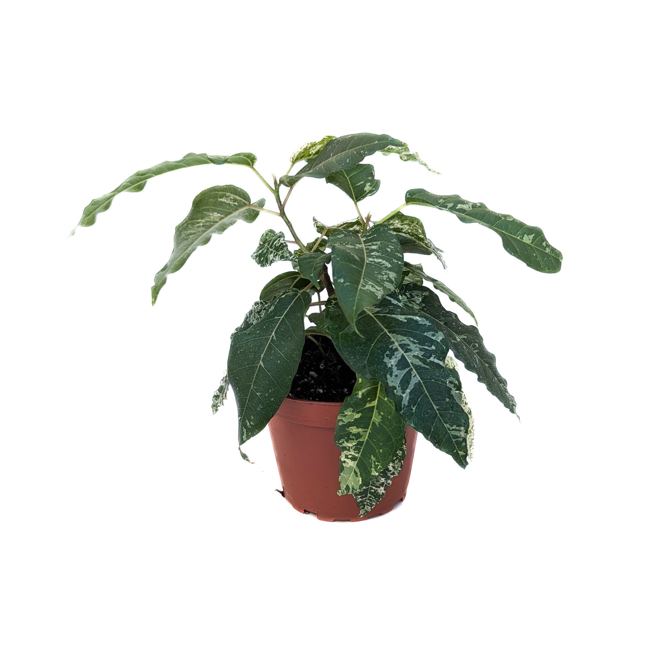 Ficus aspera (Clown Fig) - Thumbnail 2