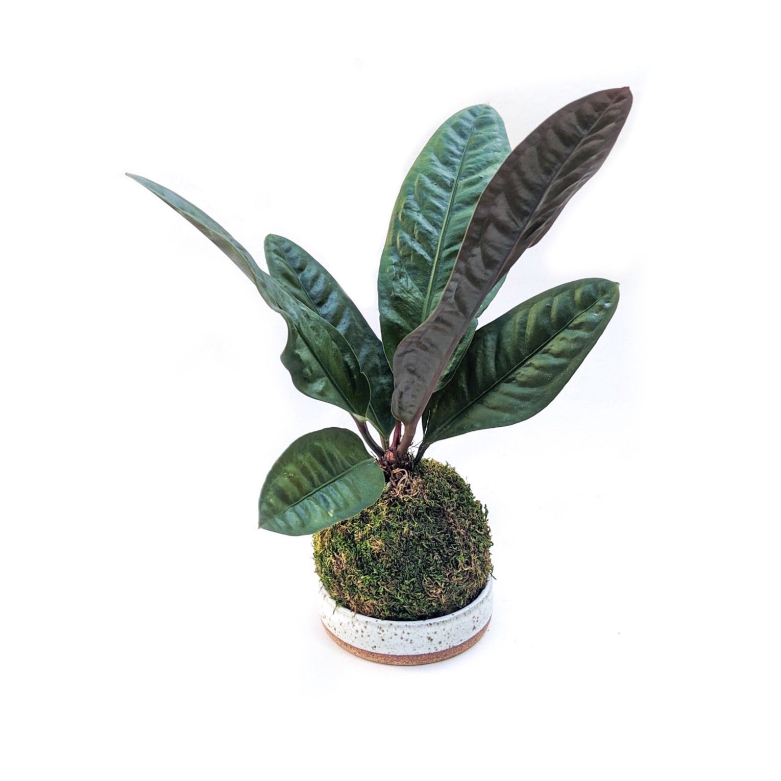 Kokedama Tray - Thumbnail 3