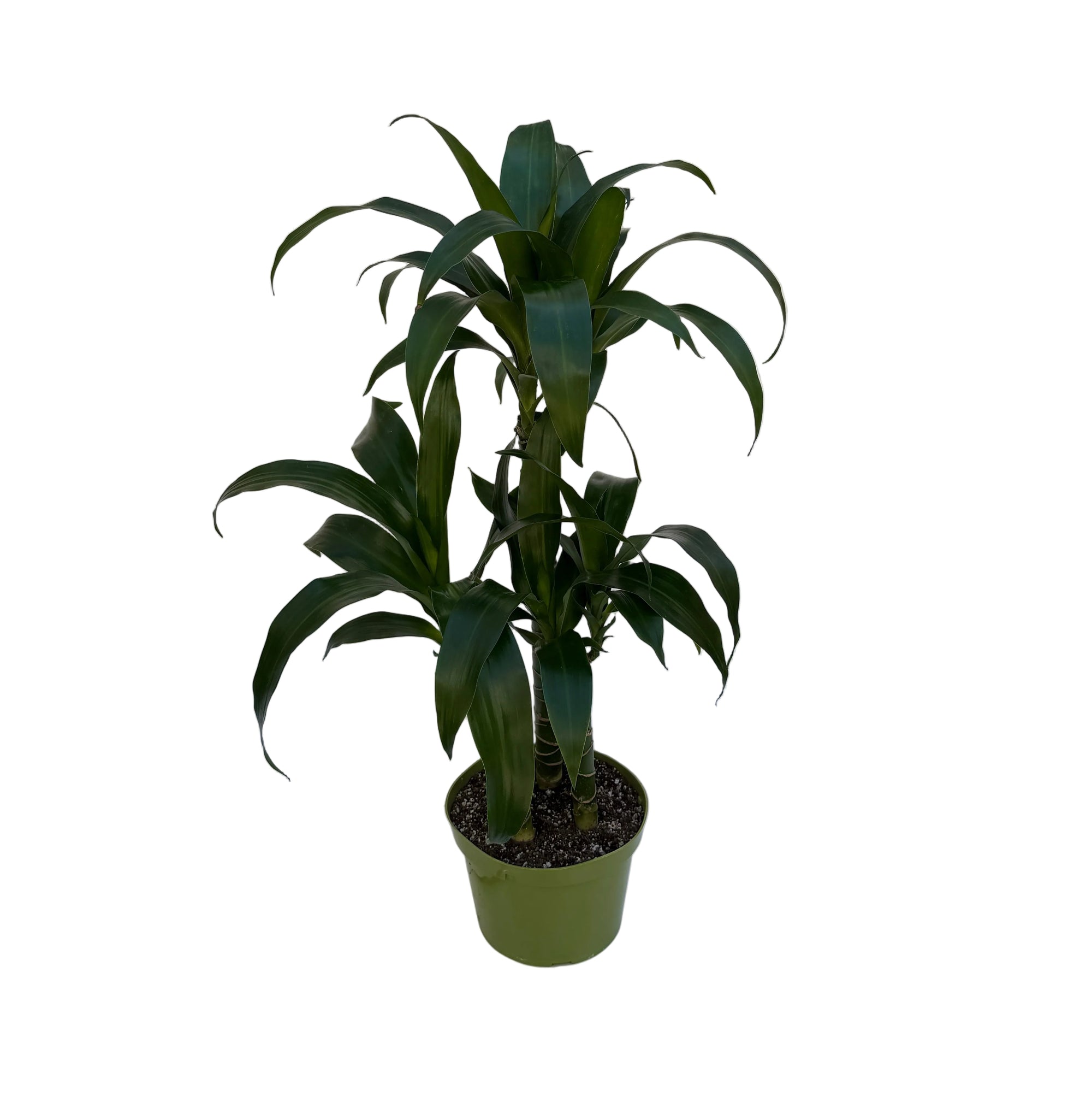Dracaena 'Black Beauty'