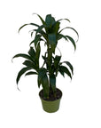 Dracaena 'Black Beauty'